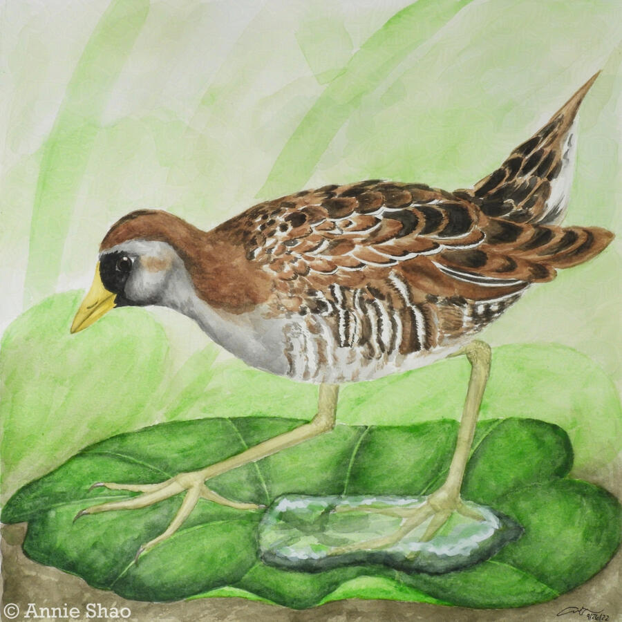 Detailed watercolor painting of a sora bird standing on a green lilypad with a small pool of water in the center. The sora has a yellow beak, black mask on a gray face, and a brown back patterned with black and white. Its long greenish yellow legs and larg