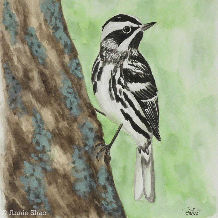 66. Black-and-white Warbler