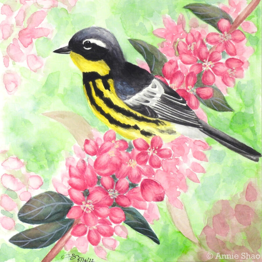 56. Magnolia Warbler