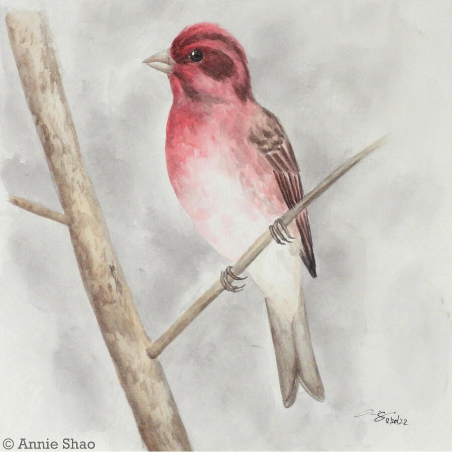 72. Purple Finch