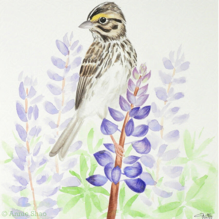 Detailed watercolor painting of a savannah sparrow perched on wild lupine with more in the background. The sparrow is streaky brown and white with a small yellow patch above its eye. The lupines are clusters of small purple flowers with star-shaped green l