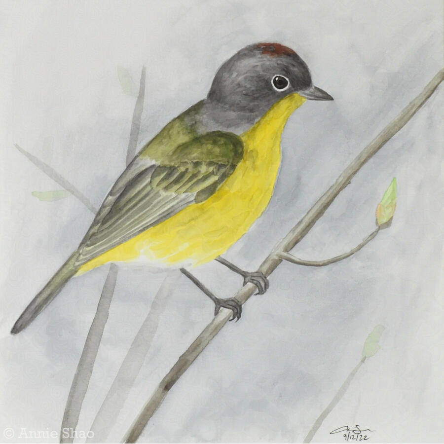 68. Nashville Warbler