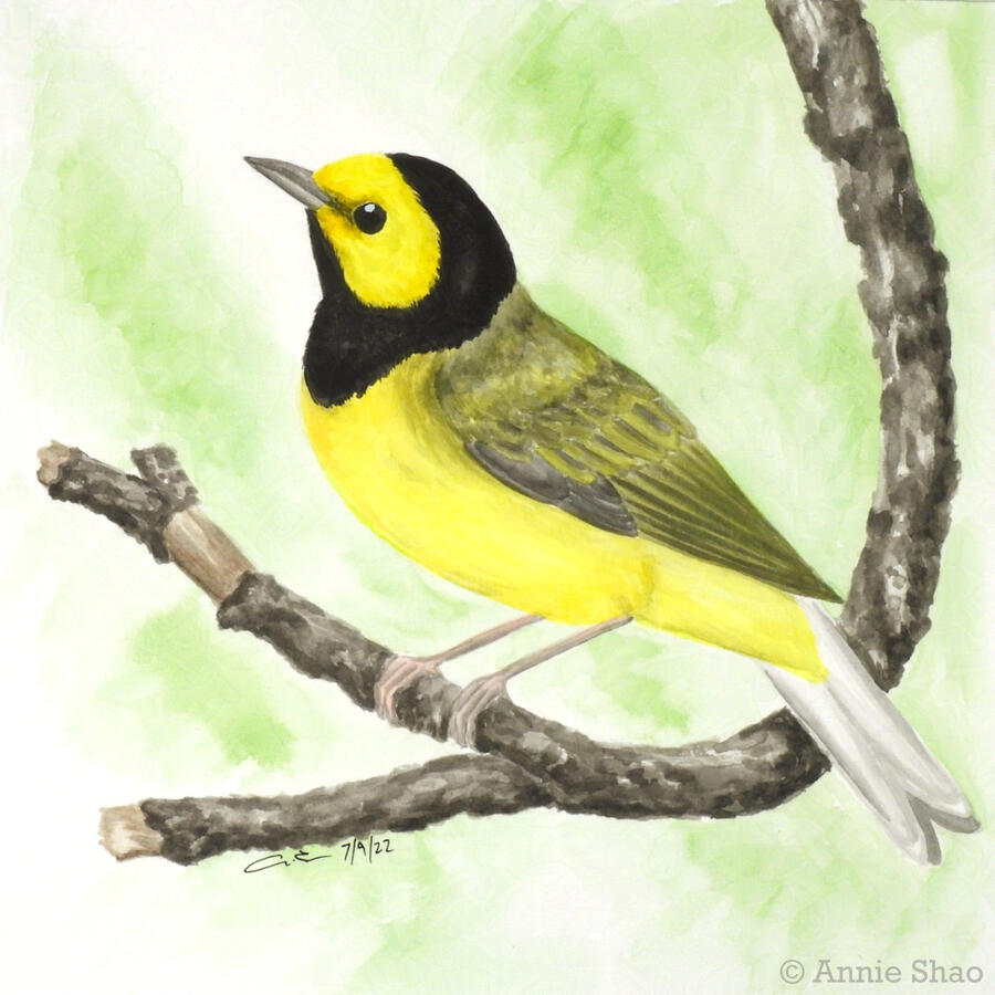 62. Hooded Warbler