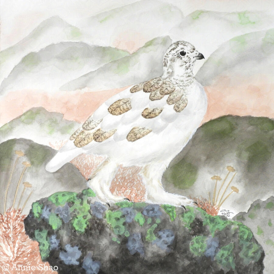 50. White-tailed Ptarmigan