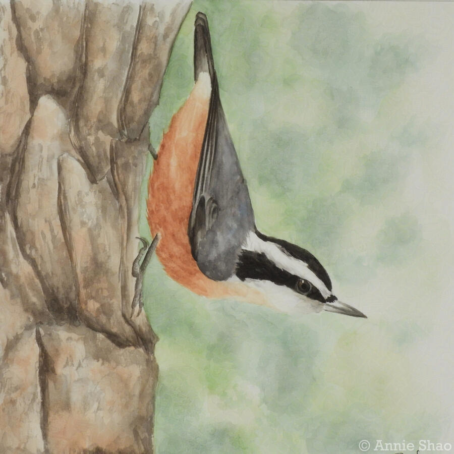 42. Red-breasted Nuthatch