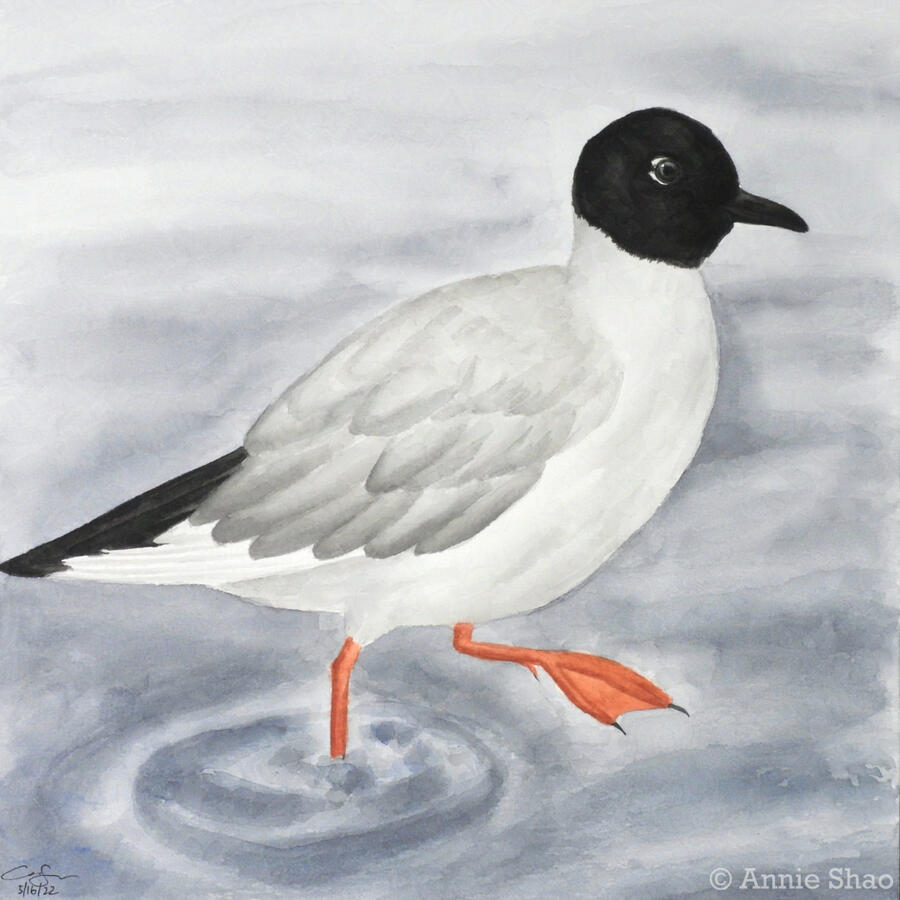 55. Bonaparte&#39;s Gull