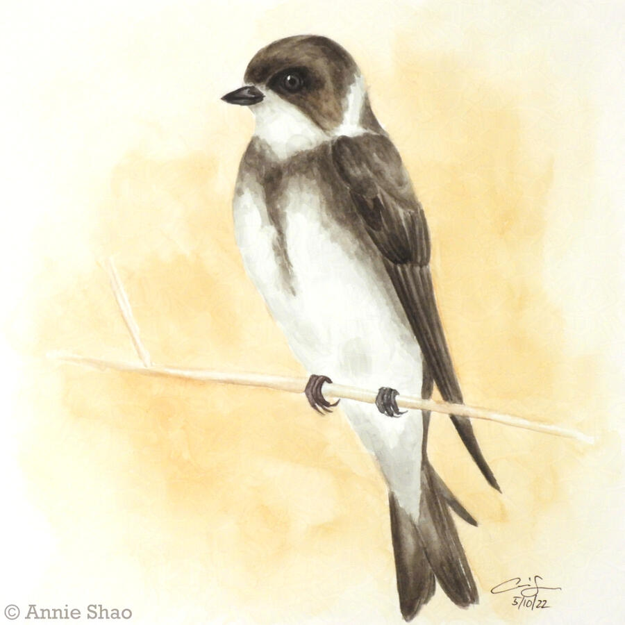 54. Bank Swallow
