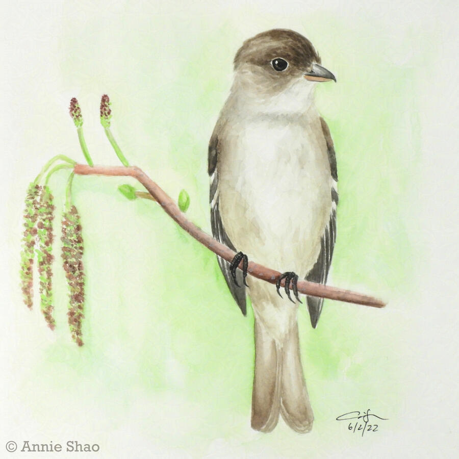 Detailed watercolor painting of an alder flycatcher perched on a branch with alder catkins. The flycatcher is facing forward with its head turned to the right. It has a warm brown head, gray wings, and a light creamy tan body and tail.