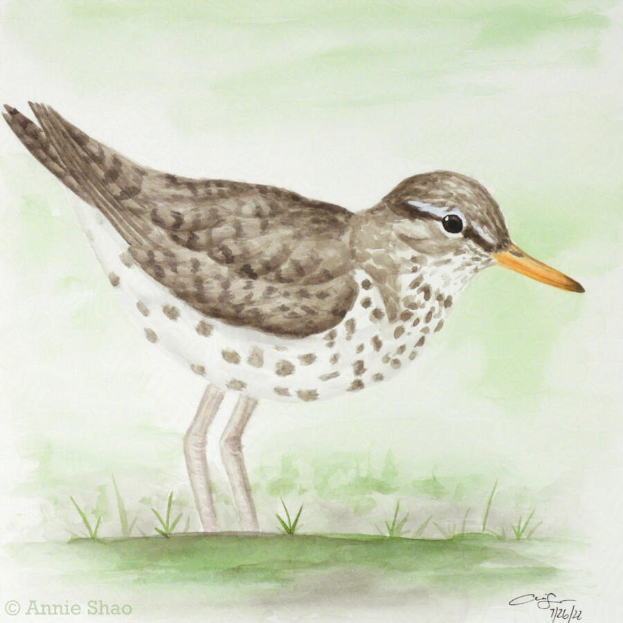 64. Spotted Sandpiper