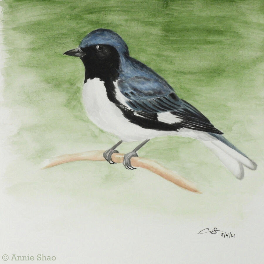 31. Black-throated Blue Warbler