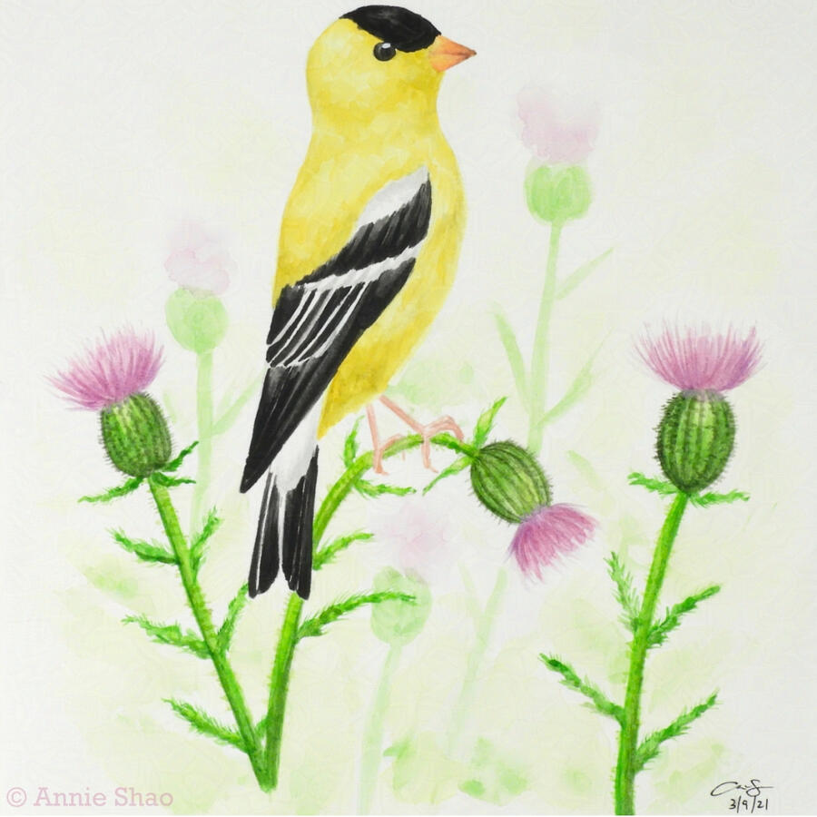 27. American Goldfinch