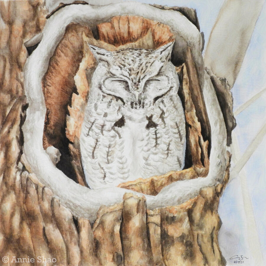 29. Eastern Screech Owl