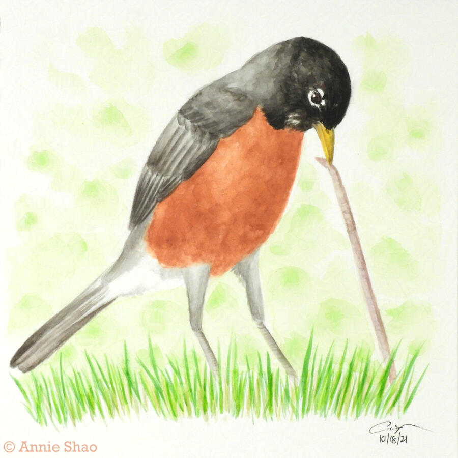 36. American Robin