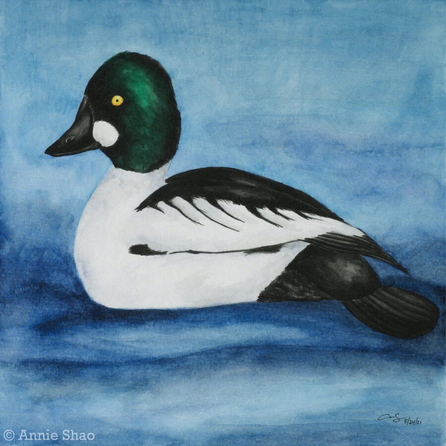 33. Common Goldeneye