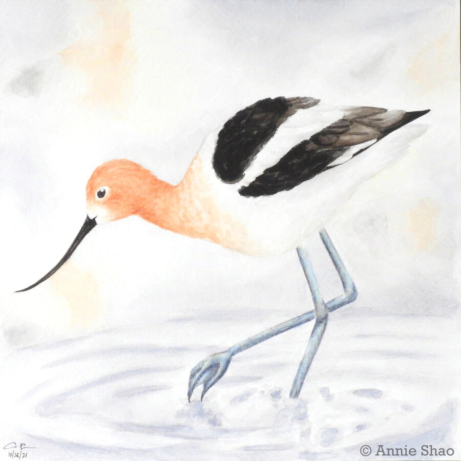 37. American Avocet