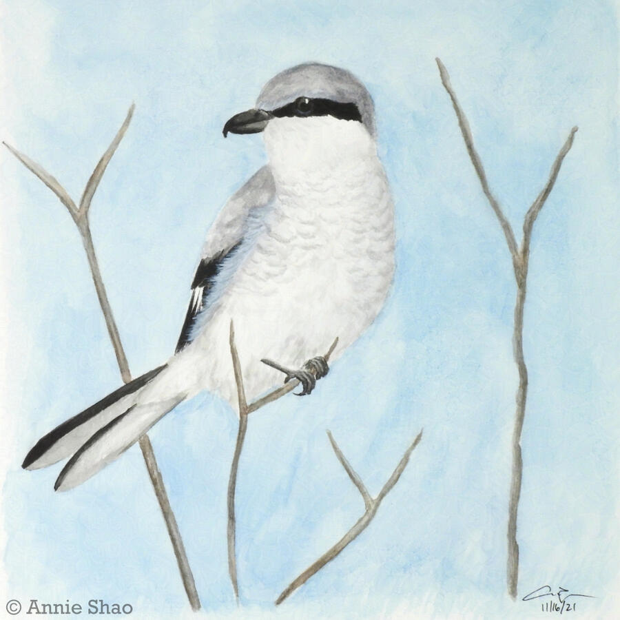 39. Northern Shrike