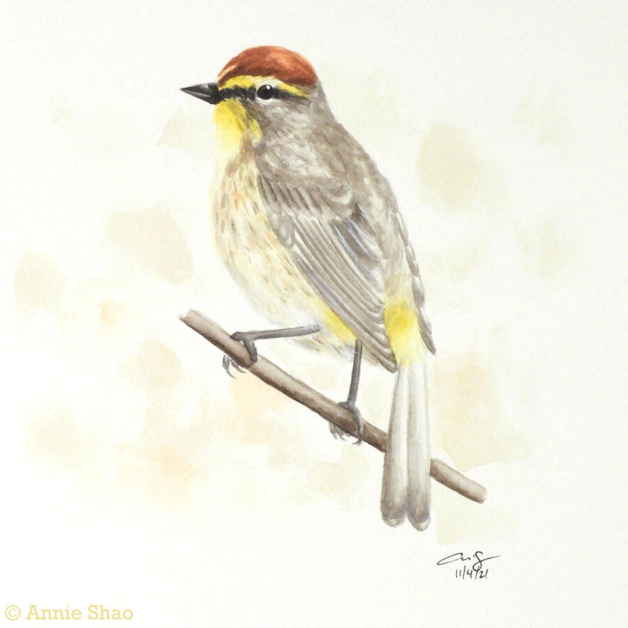 38. Palm Warbler