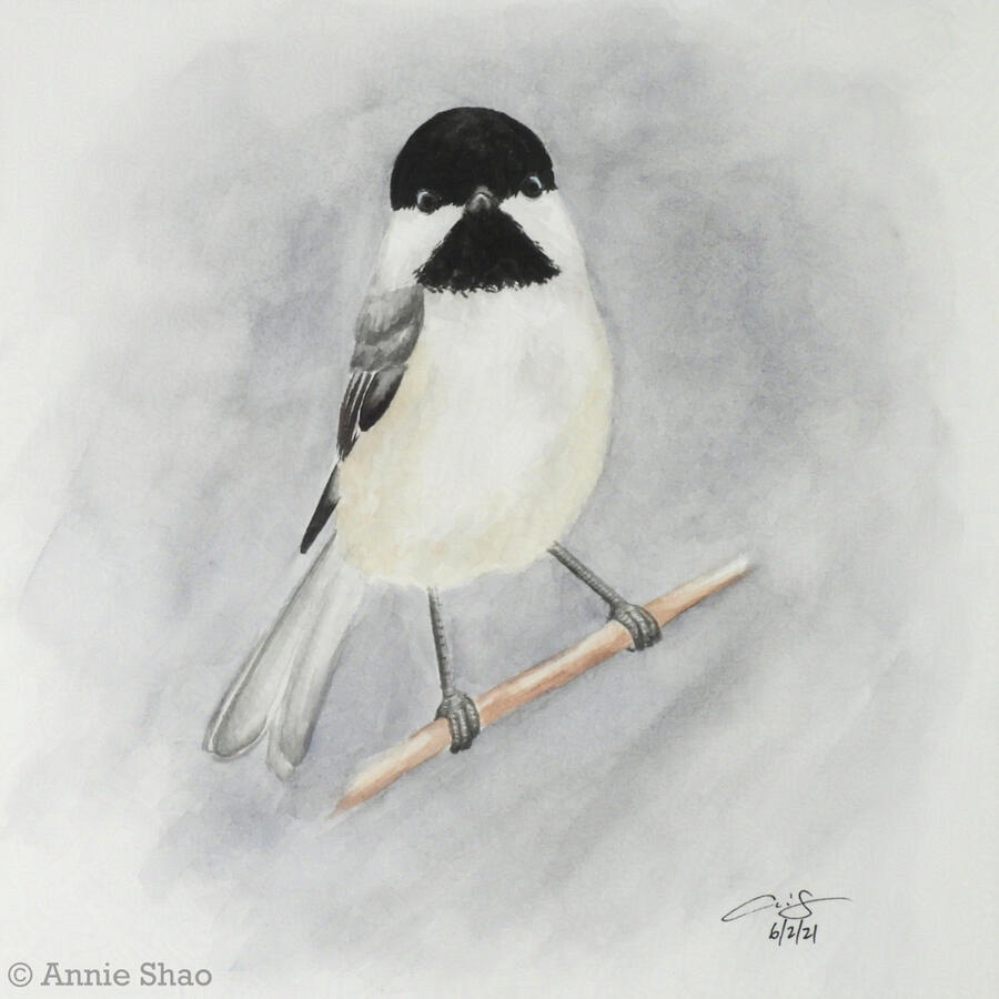 34. Black-capped Chickadee