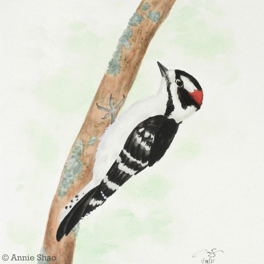 24. Downy Woodpecker