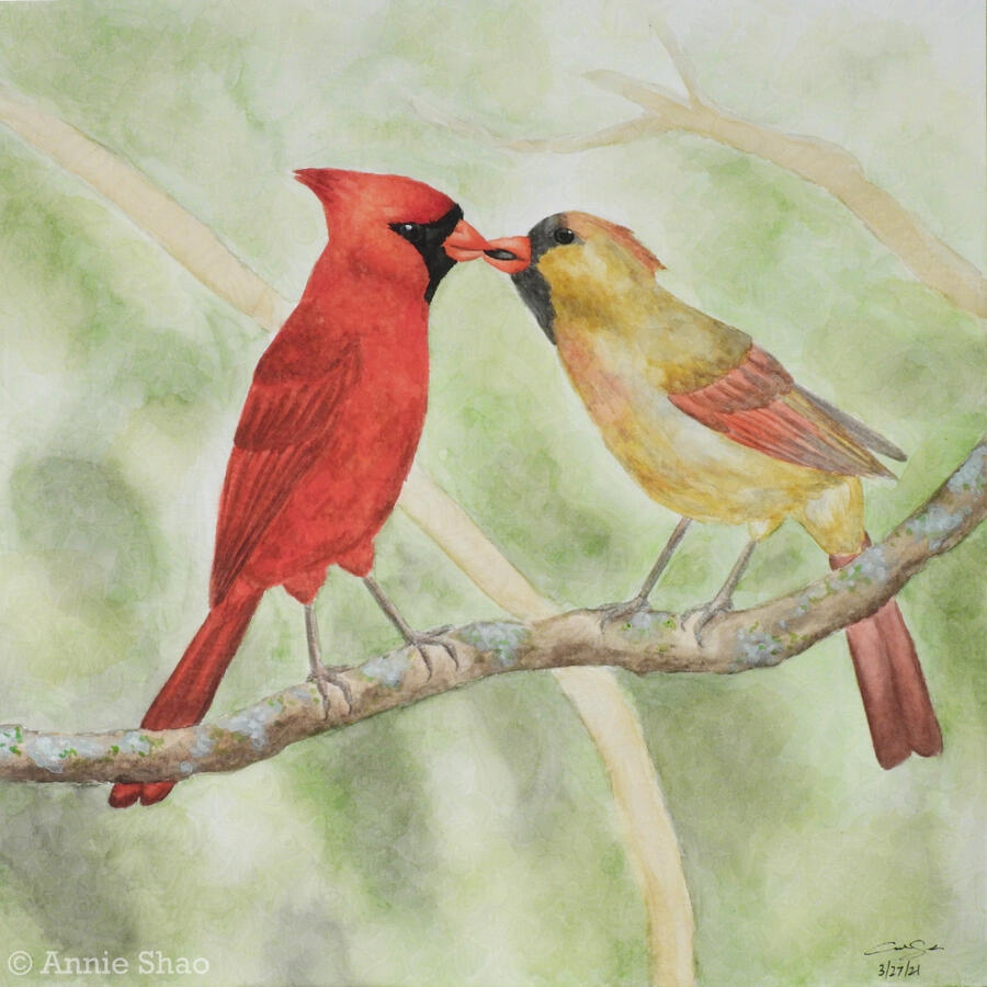 28. Northern Cardinal