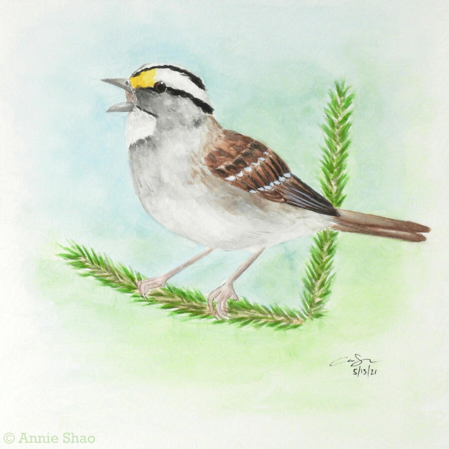 32. White-throated Sparrow