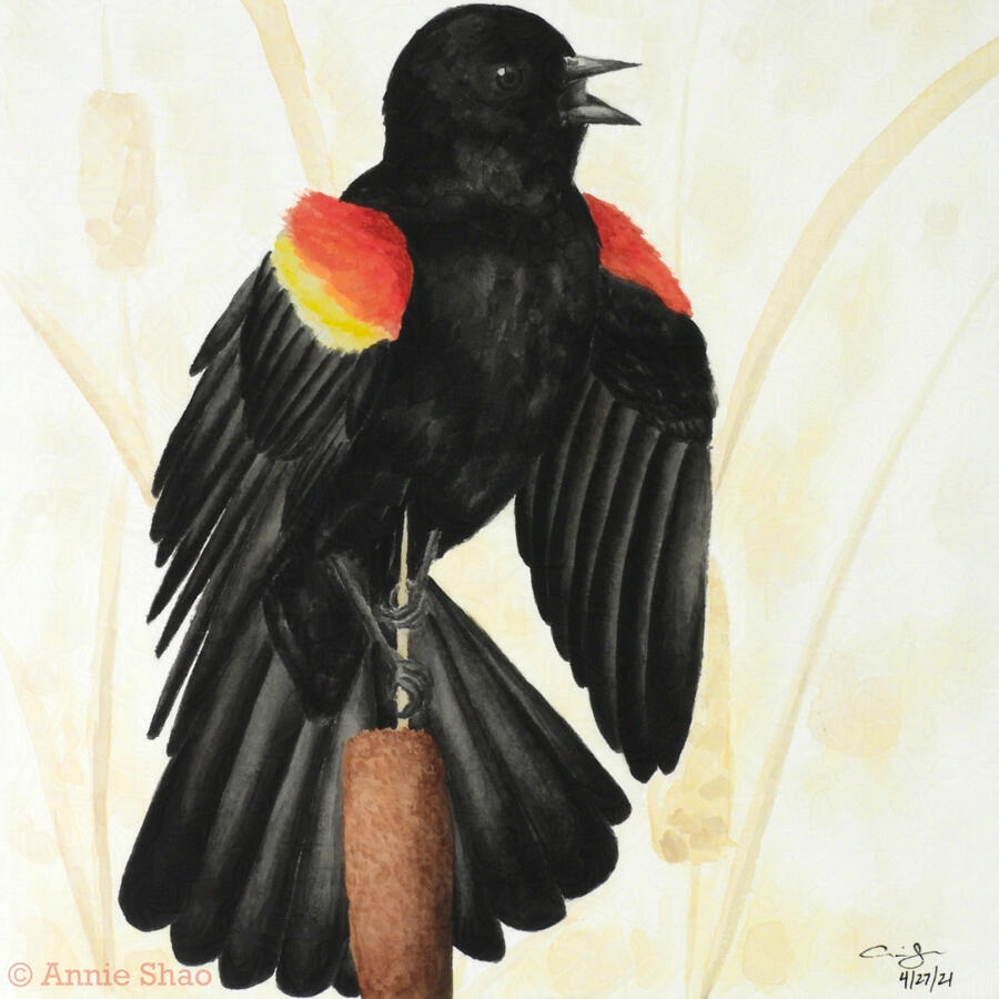 30. Red-winged Blackbird