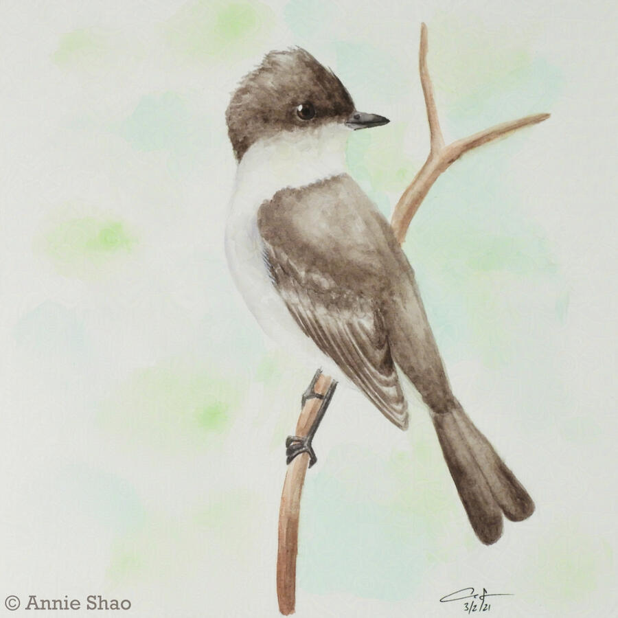 26. Eastern Phoebe