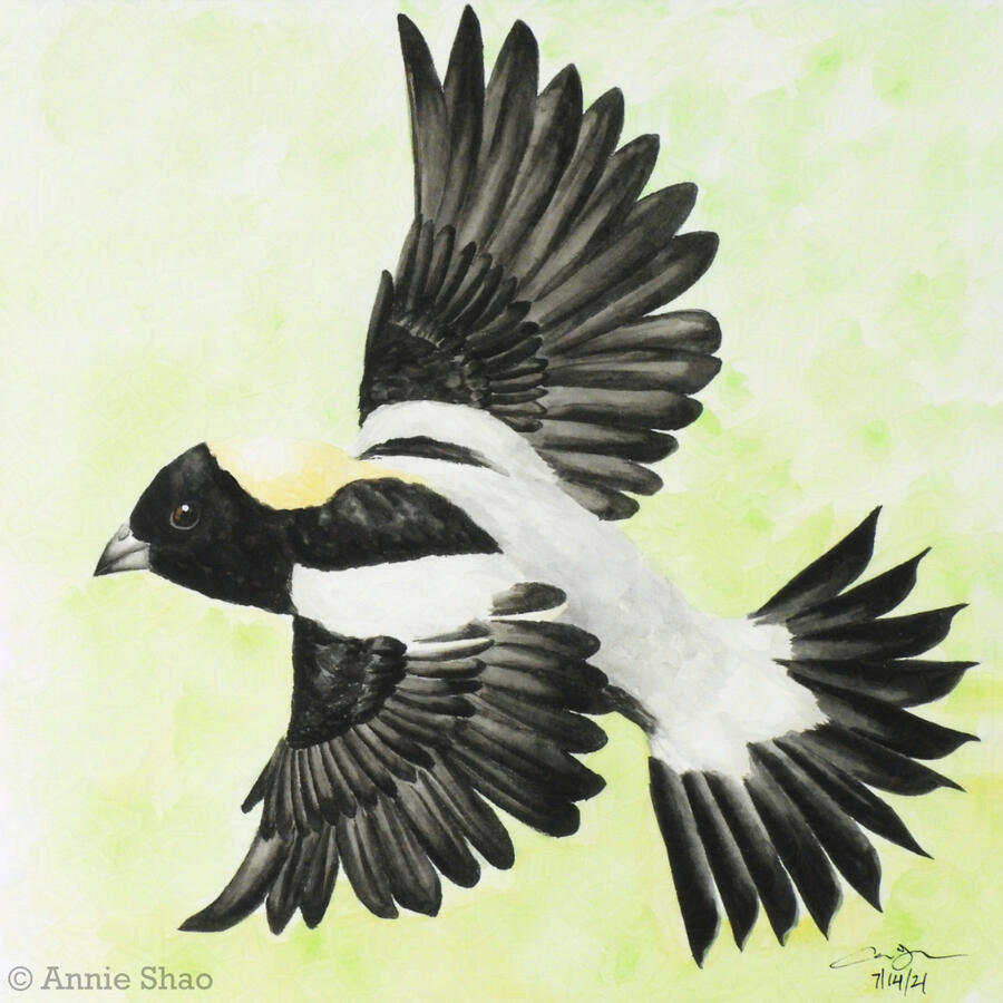 35. Bobolink