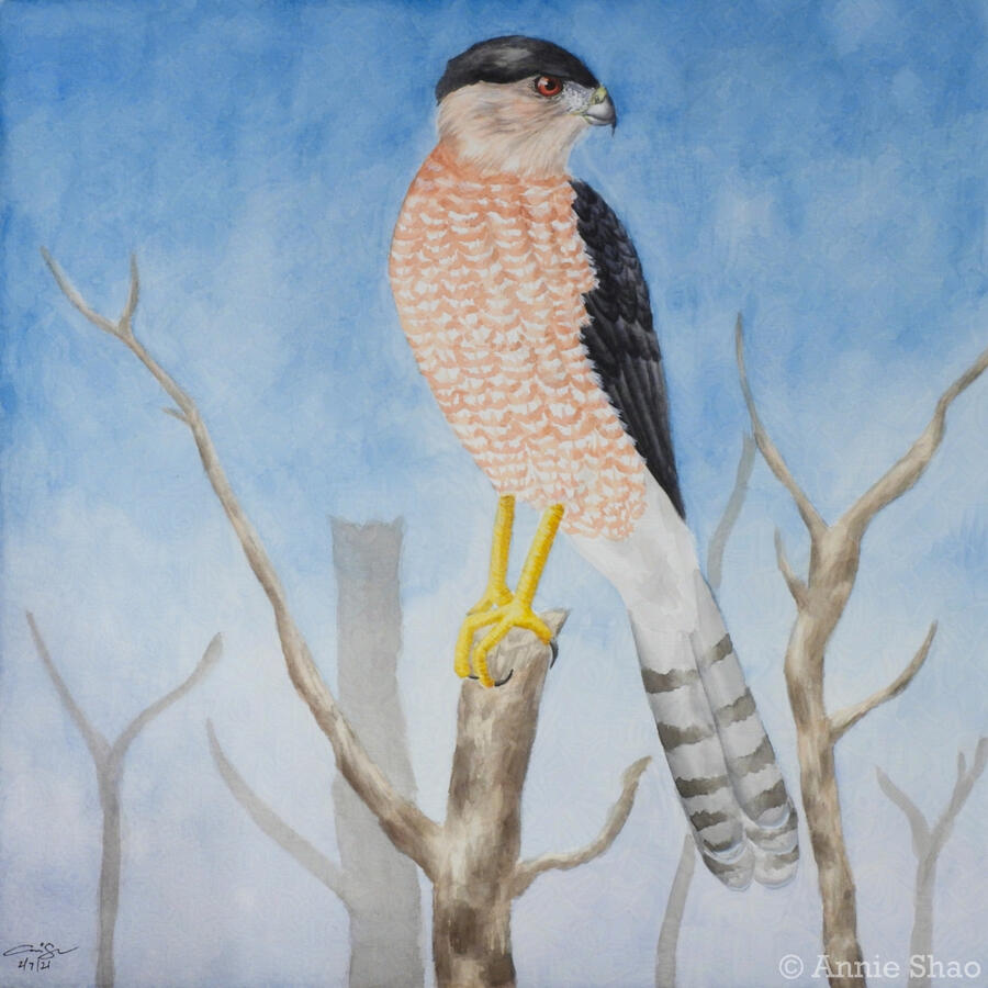 25. Cooper's Hawk