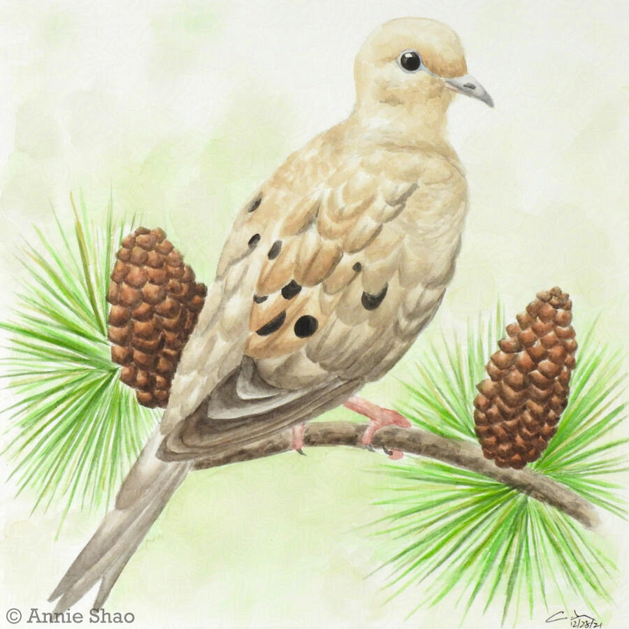 40. Mourning Dove