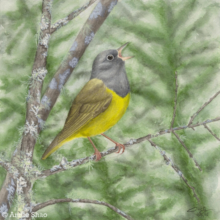 Detailed watercolor painting of a Connecticut warbler singing while perched on a lichen-covered branch. Evergreens are faintly in the background.