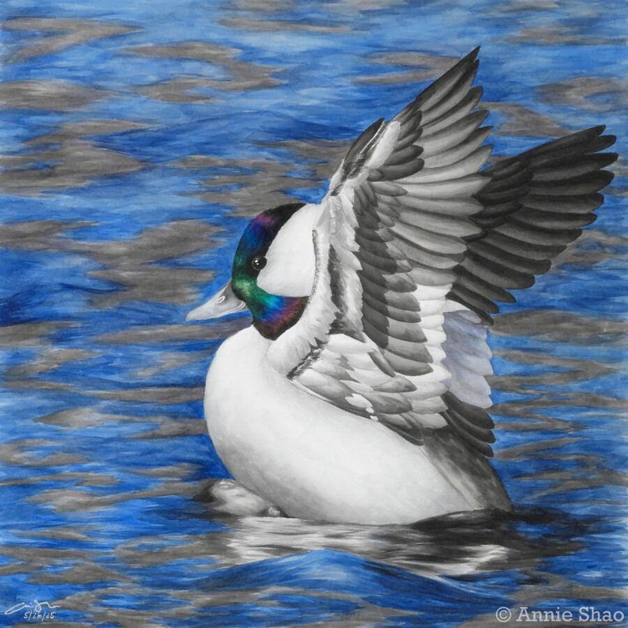 Detailed watercolor painting of a male bufflehead with its wings raised up in the water. The background is dark blue with warm gray ripples.