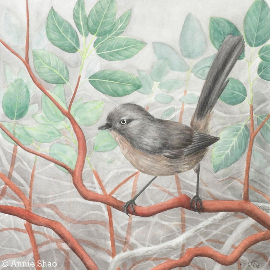 Detailed watercolor painting of a Wrentit perched on a dark red, twisting Manzanita branch. The background shows manzanita leaves and complex twisting gray manzanita branches, suggesting a thick brush.