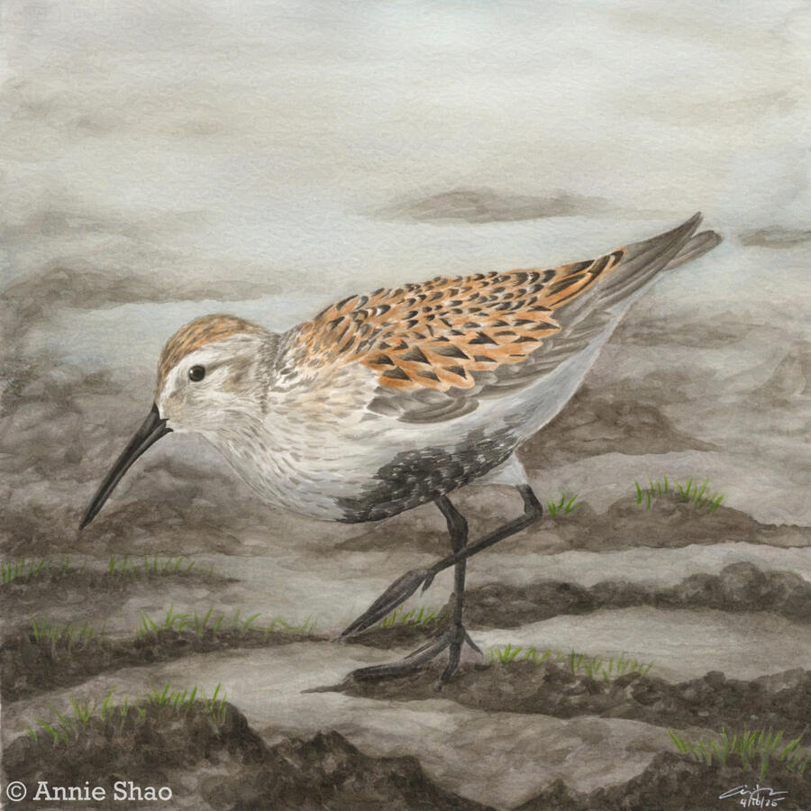 Detailed watercolor painting of a dunlin leaning over mudflats.