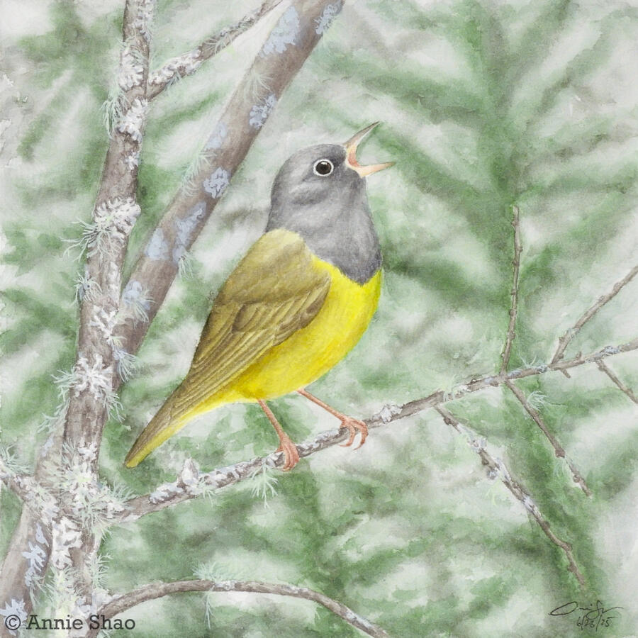 Detailed watercolor painting of a Connecticut warbler singing while perched on a lichen-covered branch. Evergreens are faintly in the background.
