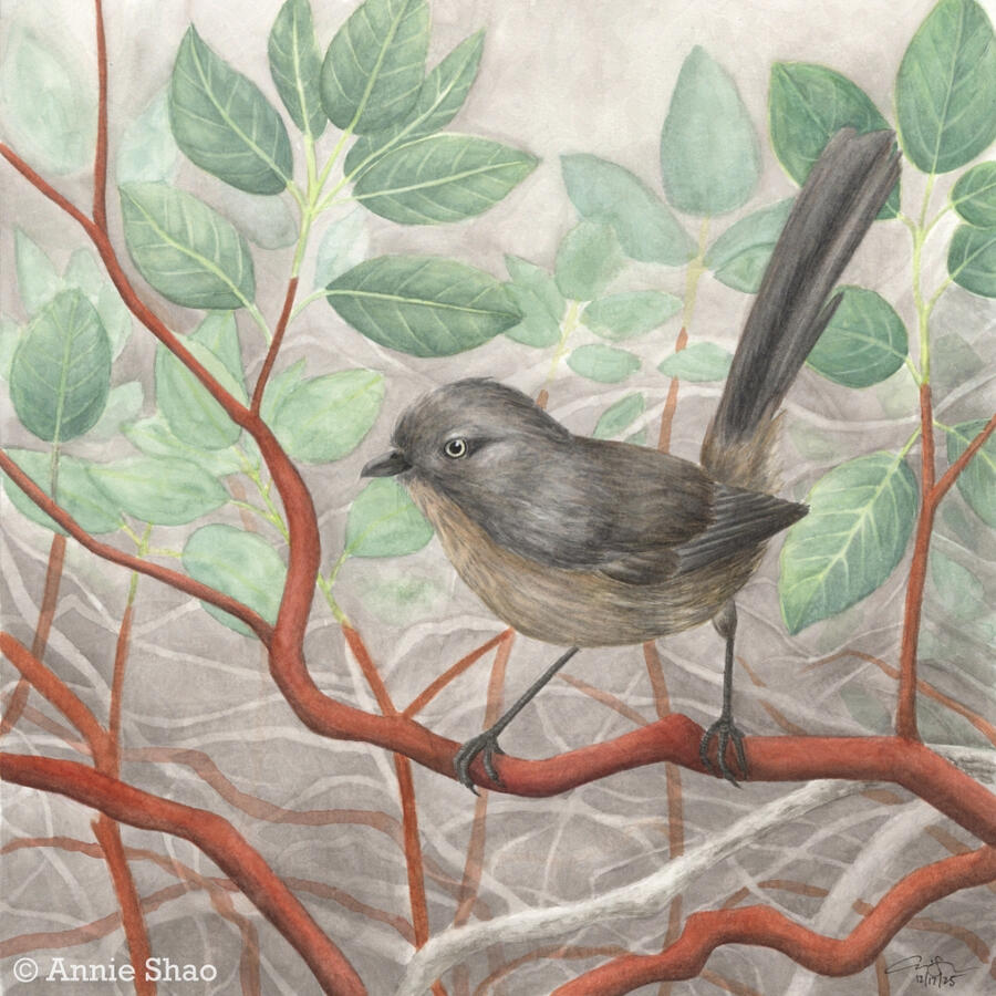 Detailed watercolor painting of a Wrentit perched on a dark red, twisting Manzanita branch. The background shows manzanita leaves and complex twisting gray manzanita branches, suggesting a thick brush.