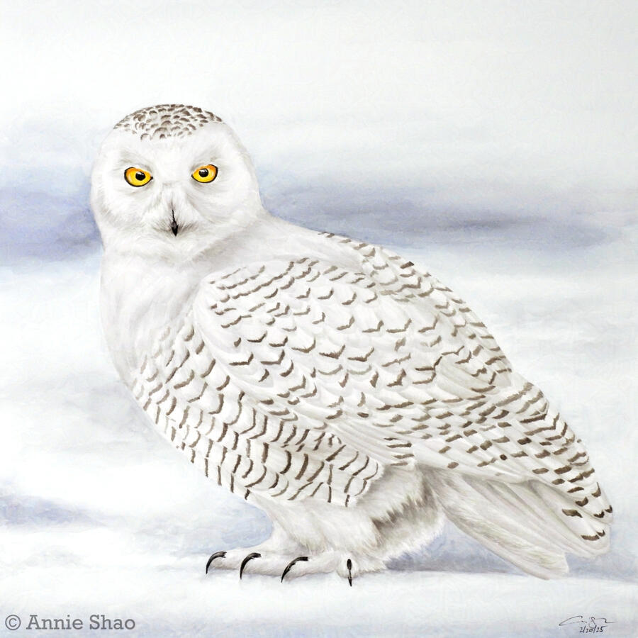 Detailed watercolor painting of a female snowy owl standing in a snowfield.