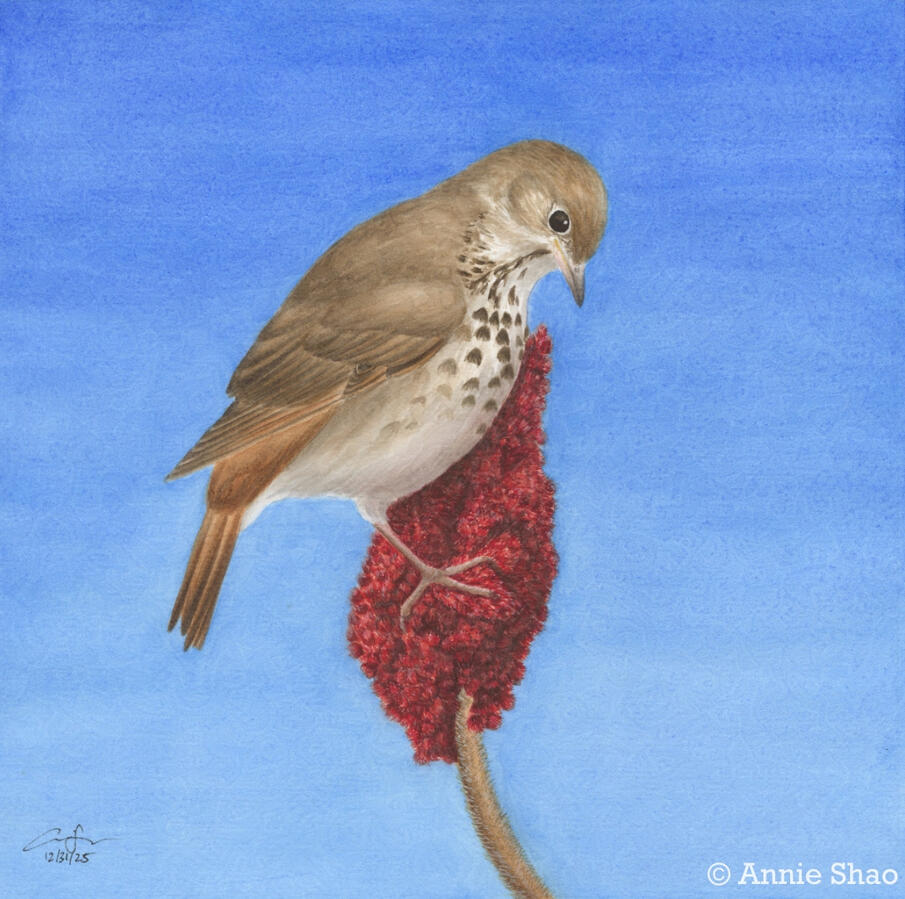 Detailed watercolor painting of a Hermit Thrush perched on the red fruit of a Staghorn Sumac plant. The bird's head is cocked downward towards the fruit, with a clear, bright blue sky background.