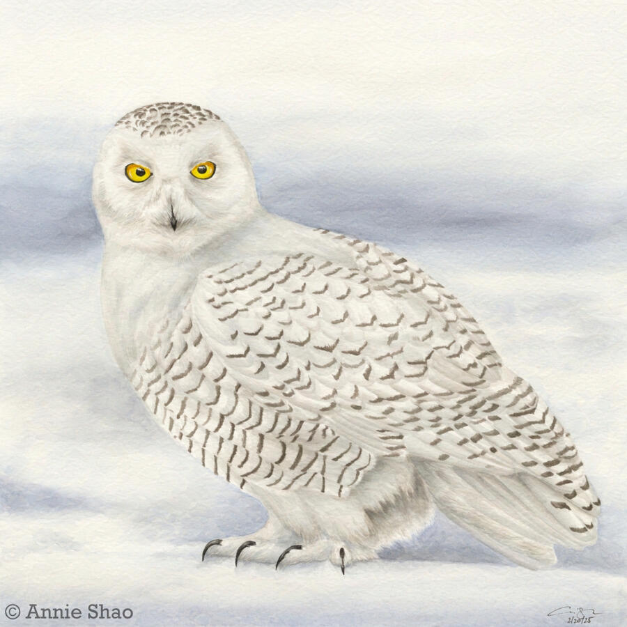 Detailed watercolor painting of a female snowy owl standing in a snowfield.