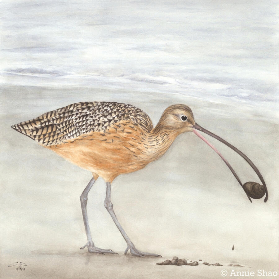 Detailed watercolor painting of a Long-billed Curlew picking up a snail, with a sand beach in the background.