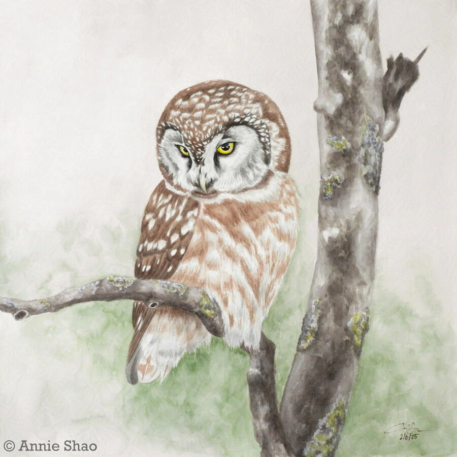 Detailed watercolor painting of a boreal owl. The small brown owl is sitting on a lichen-covered branch and facing forward, showing its bright yellow eyes.