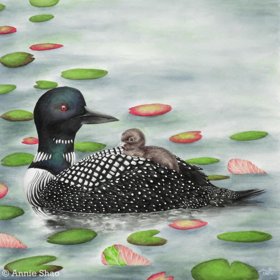 Detailed watercolor painting of a common loon with a baby on its back, floating on water with red and green lilypads. The adult loon is seen from the side, with its head facing the fluffy brown baby.