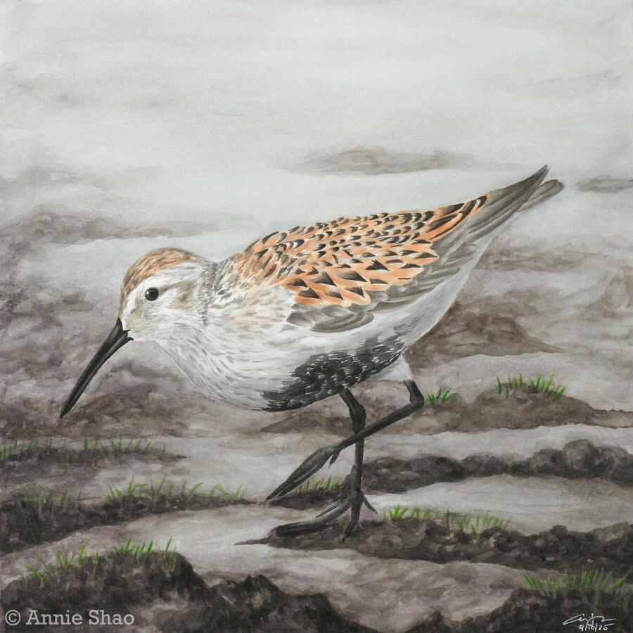 Detailed watercolor painting of a dunlin leaning over mudflats.