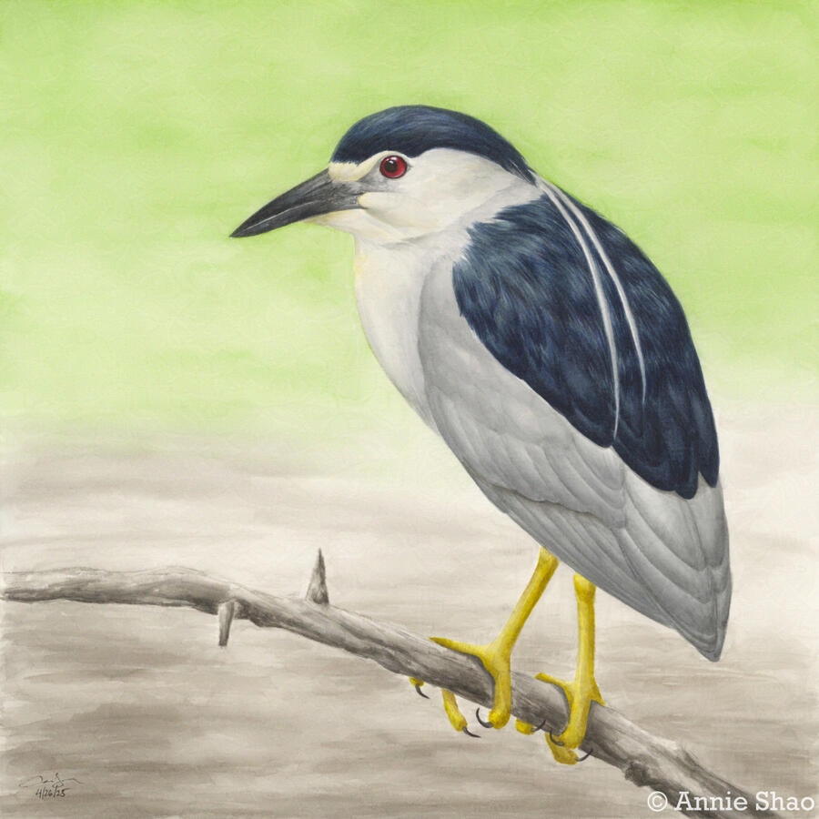 Detailed watercolor painting of a black-crowned night heron perched on a horizontal branch against a light green and brown background.