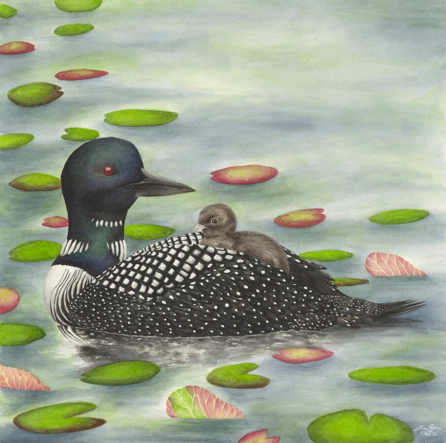 Detailed watercolor painting of a common loon with a baby on its back, floating on water with red and green lilypads. The adult loon is seen from the side, with its head facing the fluffy brown baby.