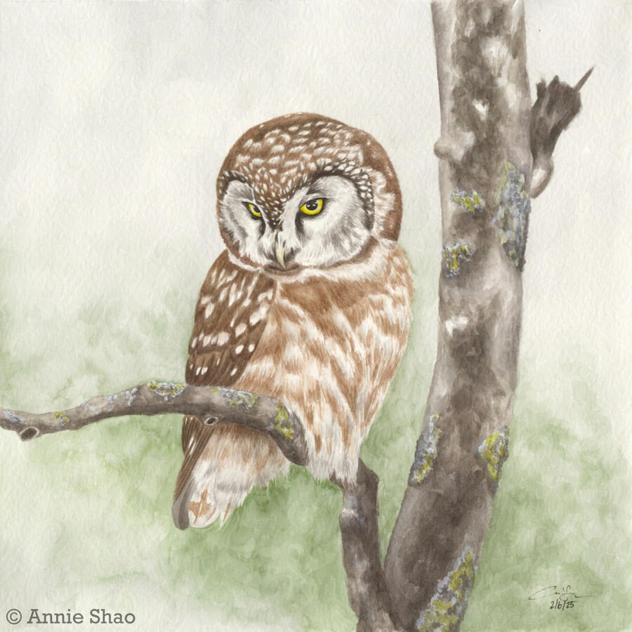 Detailed watercolor painting of a boreal owl. The small brown owl is sitting on a lichen-covered branch and facing forward, showing its bright yellow eyes.