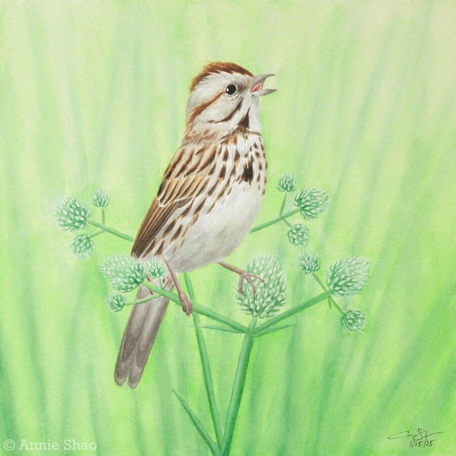 Detailed watercolor painting of a song sparrow singing and perched on rattlesnake master flowers. The background is bright green with shadows of tall grass.