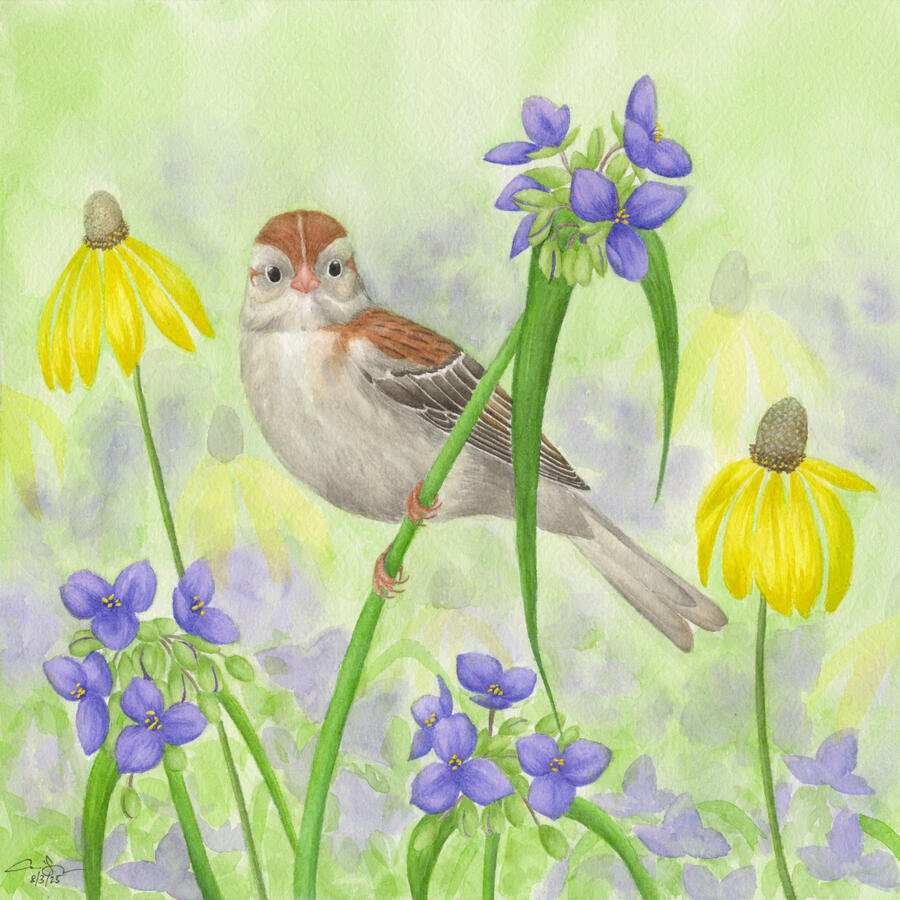 Detailed watercolor painting of a field sparrow facing forward, perched on a spiderwort with more spiderwort and gray-headed coneflower in the background.