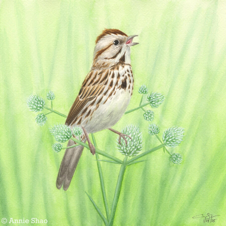 Detailed watercolor painting of a song sparrow singing and perched on rattlesnake master flowers. The background is bright green with shadows of tall grass.