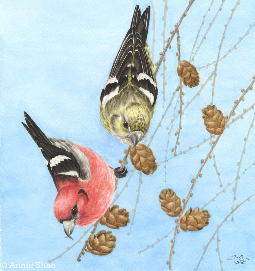 Detailed watercolor painting of male and female white-winged crossbills. The red and yellow birds are hanging upside down on tamarack branches with pinecones.